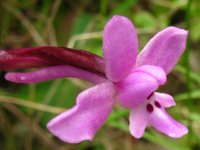 Orchis brancifortii Biv. Orchis brancifortii Biv.