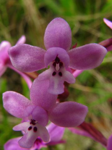 Orchis brancifortii Biv. Orchis brancifortii Biv.