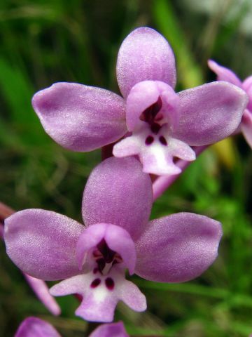 Orchis brancifortii Biv. Orchis brancifortii Biv.