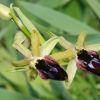Ophrys promontorii O. & E. Danesch