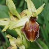 Ophrys exaltata Ten. Subsp. archipelagi (Golz & H. R. Re