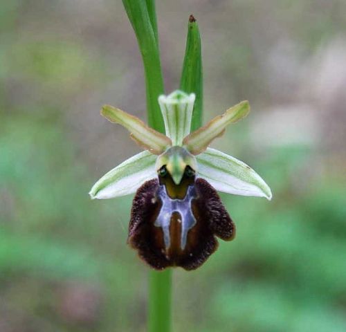 Ophrys sphegodes subsp. panormitana (Tod.) Kreutz Ophrys sphegodes subsp. panormitana (Tod.) Kreutz