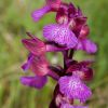 Orchis x gennarii Reichenb.fil.