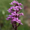 Orchis brancifortii Biv.