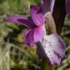 Orchis mascula (L.) L. subsp. ichnusae Corrias