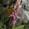 Orchis mascula (L.) L. subsp. ichnusae Corrias
