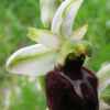 Ophrys sphegodes Mill. subsp. praecox Corrias 