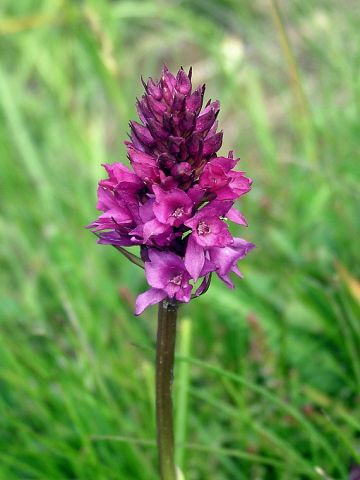 xGymnigritella suaveolens (Vill.) E. G. Camus 