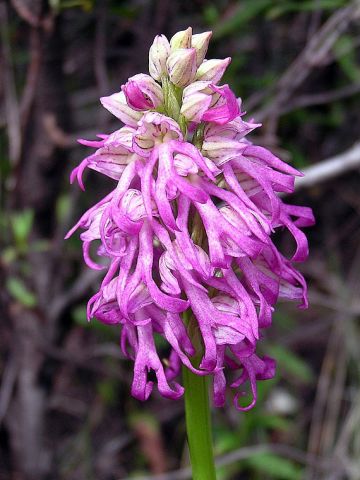 Orchis x bivonae (Tod.) So� 