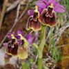 Ophrys x montis-angeli O. Danesch & E. Danesch  
