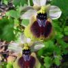  Ophrys x normanii J. J. Wood 