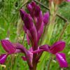 Orchis � bornemannii Ascherson 