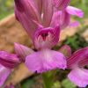 Orchis � bornemannii Ascherson 