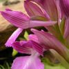 Orchis � bornemannii Ascherson 