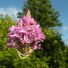 Anacamptys pyramidalis