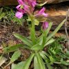 Orchis � bornemannii Ascherson 