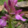 Orchis � bornemannii Ascherson 