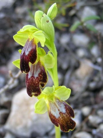 Ophrys fusca subsp. lucifera (Devillers Tersch. & Devillers) Kreutz Ophrys fusca subsp. lucifera (Devillers Tersch. & Devillers) Kreutz