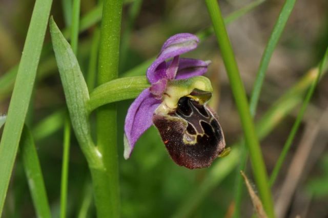 Ophrys holosericea subsp. linearis (Moggr.) Kreutz Ophrys holosericea subsp. linearis (Moggr.) Kreutz
