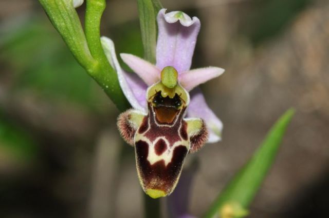 Ophrys scolopax subsp. santonica (J.M. Mathè & Melki) R. Engel & Pierre Quentin Ophrys scolopax subsp. santonica (J.M. Mathè & Melki) R. Engel & Pierre Quentin