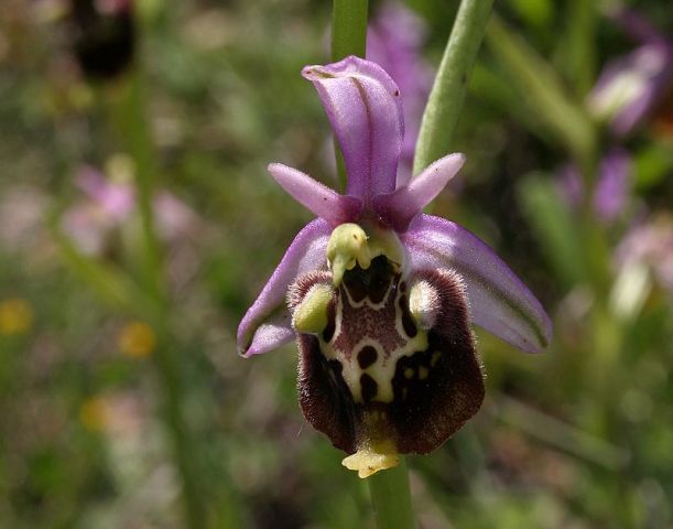 ophrys holosericea ssp. dinarica (R. Kranjcev & P. Delforge) Kreutz ophrys holosericea ssp. dinarica (R. Kranjcev & P. Delforge) Kreutz
