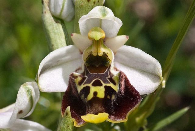 ophrys holosericea ssp. dinarica (R. Kranjcev & P. Delforge) Kreutz ophrys holosericea ssp. dinarica (R. Kranjcev & P. Delforge) Kreutz