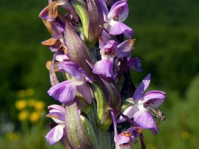 Dactylorhiza incarnata var. immaculata Romolini & Sodi
