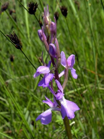 Anacamptis palustris (Jacq.) R.M. Bateman, Pridgeon & M.W. Chase Anacamptis palustris (Jacq.) R.M. Bateman, Pridgeon & M.W. Chase
