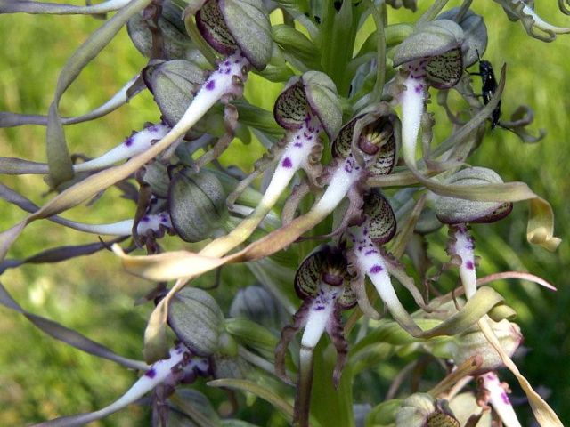 Himantoglossum hircinum (L.) Spreng. Himantoglossum hircinum (L.) Spreng.