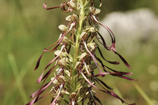 Himantoglossum hircinum (L.) Spreng. Himantoglossum hircinum (L.) Spreng.