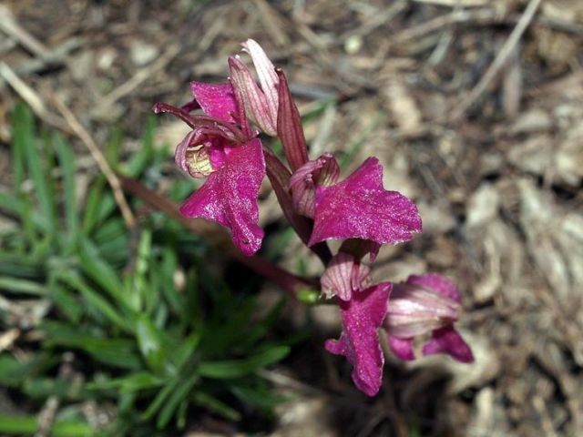 xSerapicamptis garbariorum (Murr.) J.M.H. Shaw