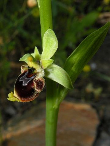 Ophrys scolopax Cav. Subsp. scolopax Ophrys scolopax Cav. Subsp. scolopax