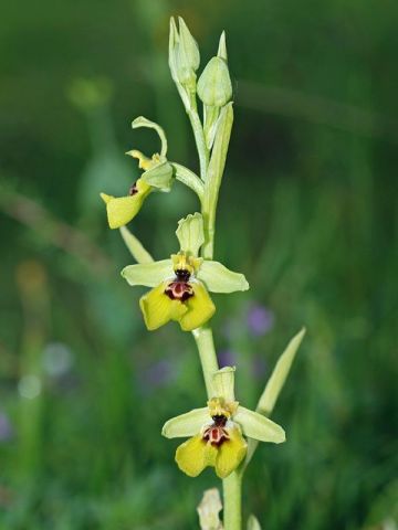 Ophrys lacaitae Lojac. Ophrys lacaitae Lojac.