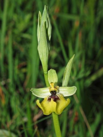 Ophrys lacaitae Lojac. Ophrys lacaitae Lojac.