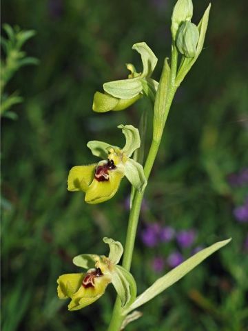 Ophrys lacaitae Lojac. Ophrys lacaitae Lojac.
