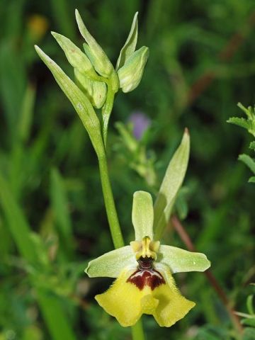 Ophrys lacaitae Lojac. Ophrys lacaitae Lojac.