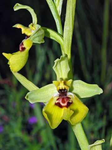 Ophrys lacaitae Lojac. Ophrys lacaitae Lojac.