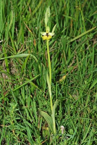 Ophrys lacaitae Lojac. Ophrys lacaitae Lojac.