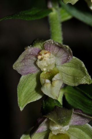 Epipactis helleborine subsp. orbicularis (K. Richt.) E. Klein Epipactis helleborine subsp. orbicularis (K. Richt.) E. Klein