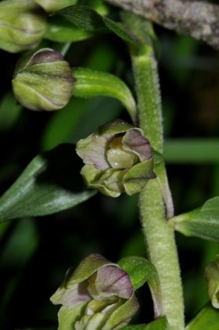 Epipactis helleborine subsp. orbicularis (K. Richt.) E. Klein Epipactis helleborine subsp. orbicularis (K. Richt.) E. Klein