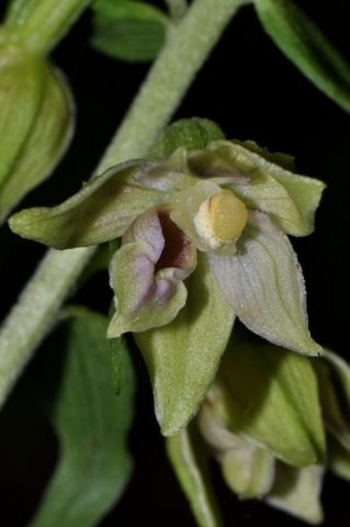 Epipactis leptochila (Godfery) Godfery Epipactis leptochila (Godfery) Godfery