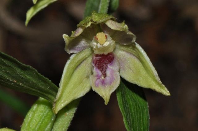 Epipactis leptochila (Godfery) Godfery Epipactis leptochila (Godfery) Godfery