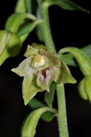 Epipactis leptochila (Godfery) Godfery Epipactis leptochila (Godfery) Godfery