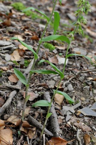 Epipactis leptochila (Godfery) Godfery Epipactis leptochila (Godfery) Godfery