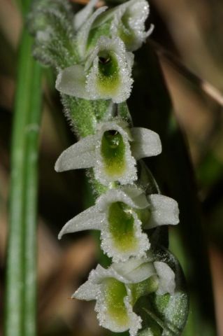 Spiranthes spiralis (L.) Chevall. Spiranthes spiralis (L.) Chevall.