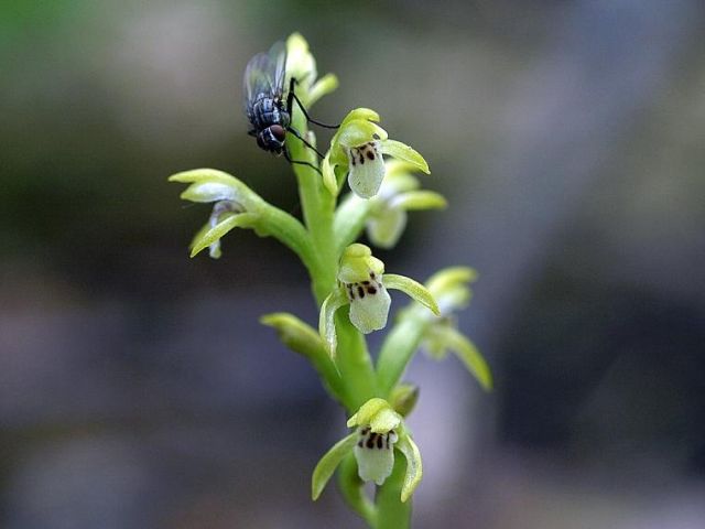 Corallorhiza trifida Châtel Corallorhiza trifida Châtel