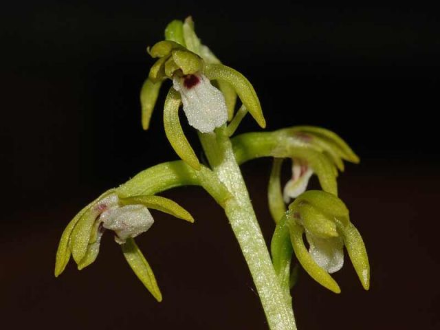 Corallorhiza trifida Châtel Corallorhiza trifida Châtel