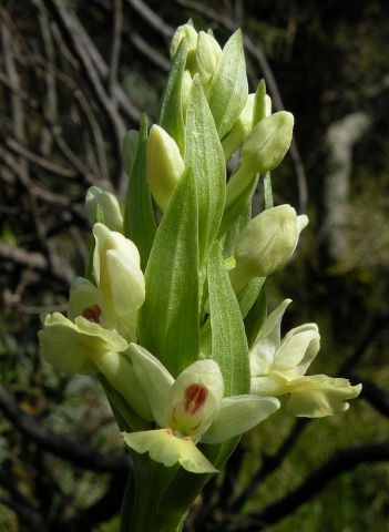 Dactylorhiza insularis (Sommier) Landwehr Dactylorhiza insularis (Sommier) Landwehr