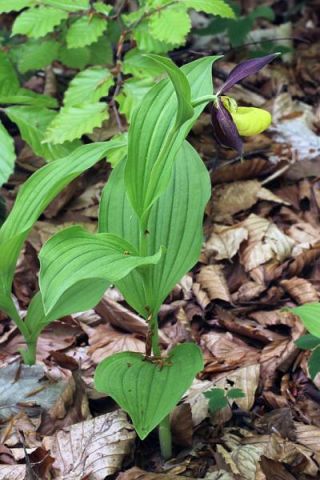 Cypripedium calceolus L. Cypripedium calceolus L.