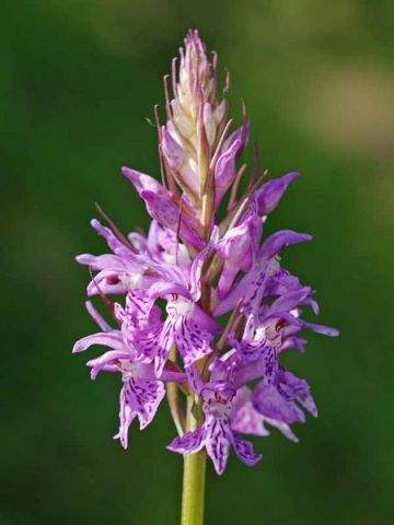 Dactylorhiza maculata (L.) subsp. saccifera (Br.) Dik. Dactylorhiza maculata (L.) subsp. saccifera (Br.) Dik.